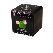 Набор для выращивания Small village cube Эхиноцереус