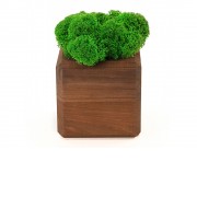 Композиция Мох в интерьере мокко, зеленый