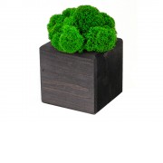 Композиция Мох в интерьере эбен, зеленый