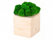 Композиция Мох в интерьере дерево, зеленый